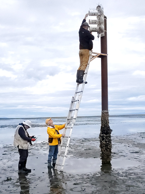 checking a nest box